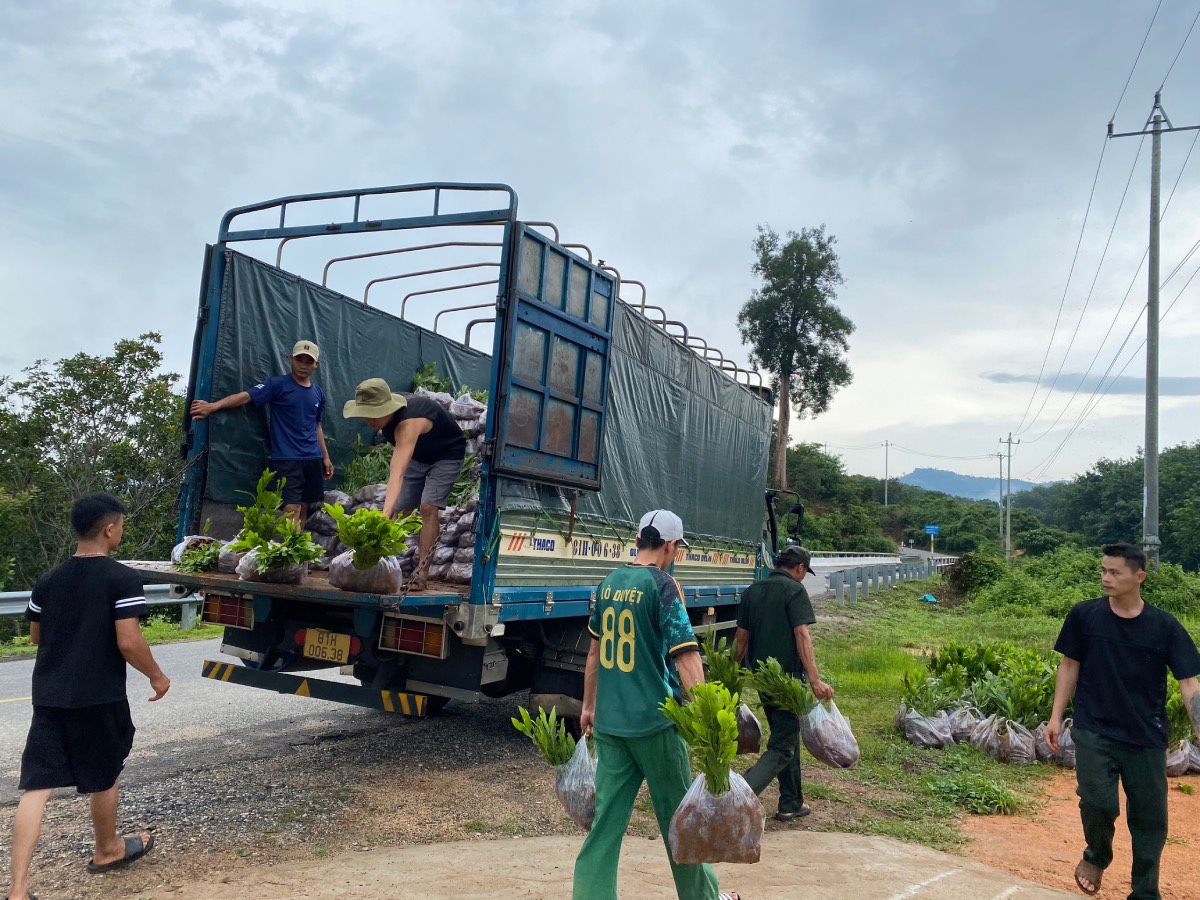 Huyện Ia H’Drai tập trung công tác trồng rừng mới và trồng cây phân tán, nỗ lực hoàn thành kế hoạch giao