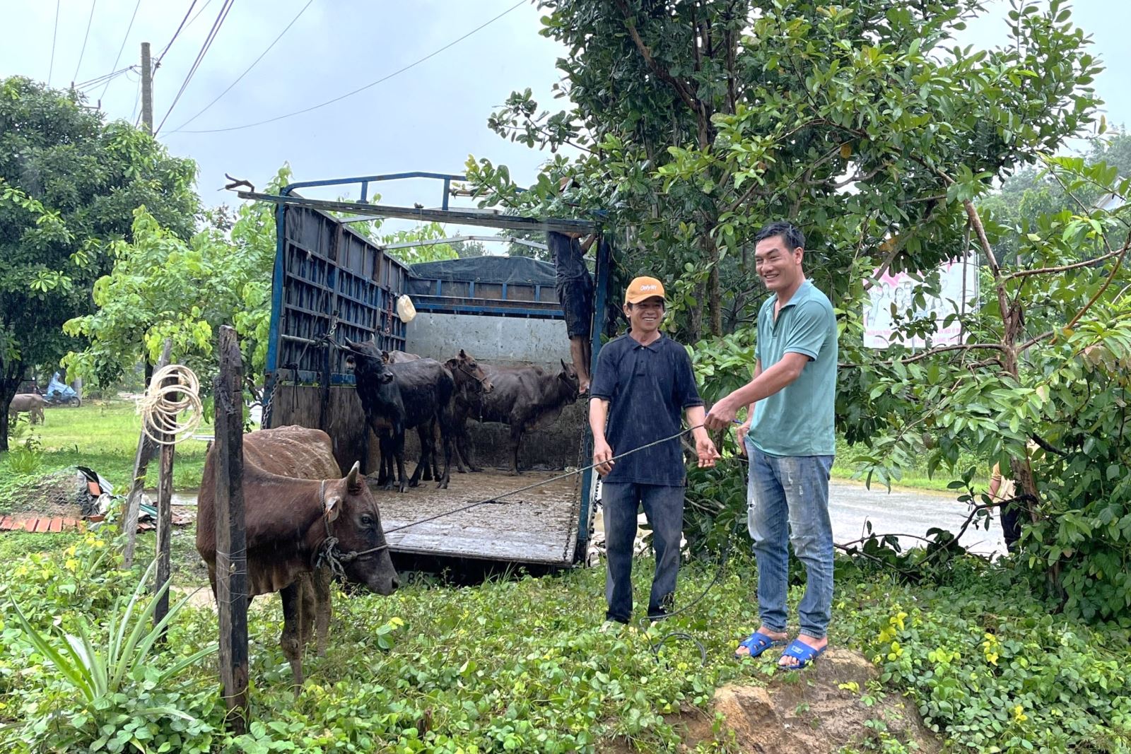 Ia Dom: Bàn giao bò cái sinh sản cho hộ nghèo, cận nghèo
